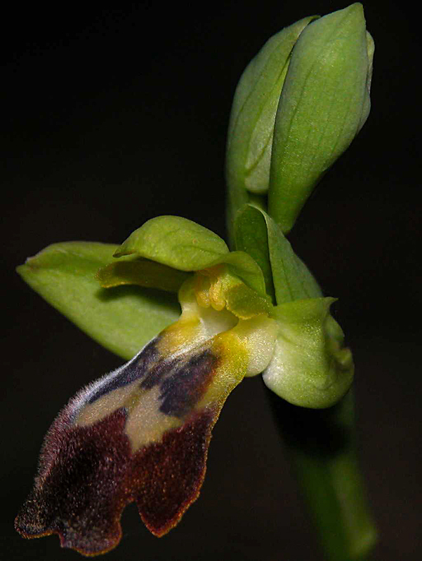 Ophris Lupercalis. Sicilia